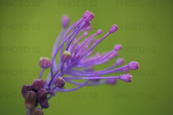 Tassel hyacinth