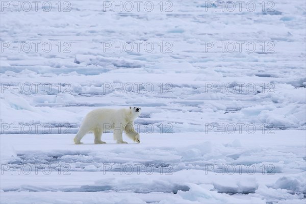 Lone polar bear