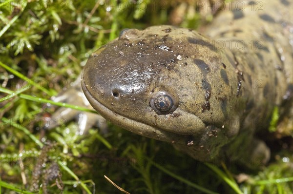 Tiger salamander