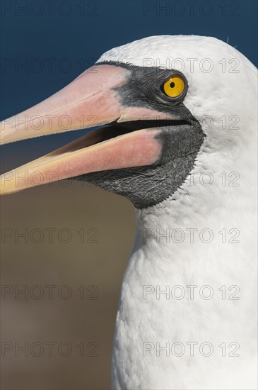 Nazca Booby