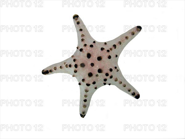 Chocolate chip starfish