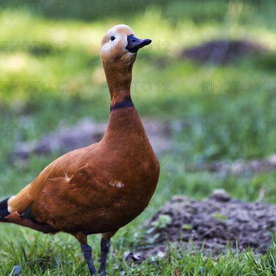 Ruddy Shelduck