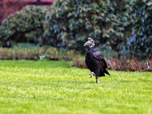 Northern ground hornbill