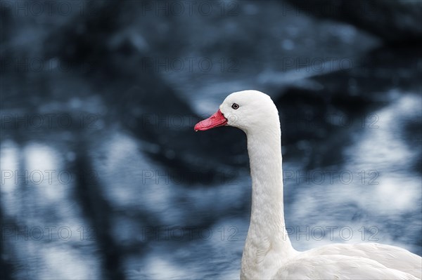 Coscoroba swan