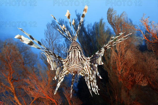 Common lionfish