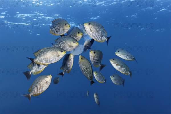 Shoal Striped streaked spinefoot