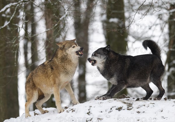 Algonquin wolf