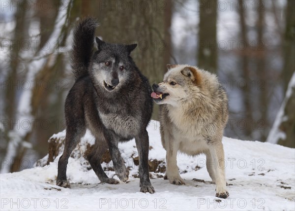 Algonquin wolf