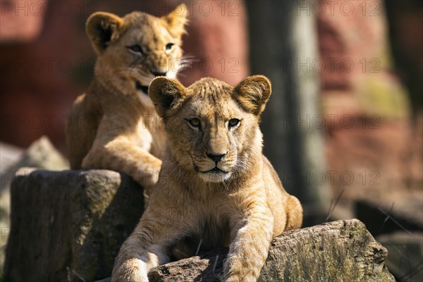 Lion
