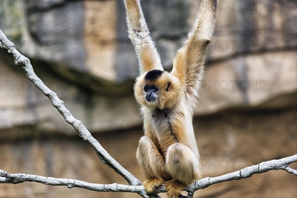 Crested gibbon