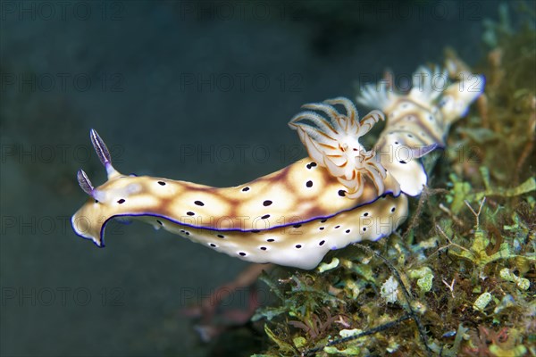 Magnificent star snail