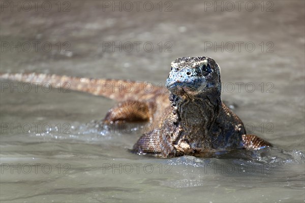 Komodo dragon