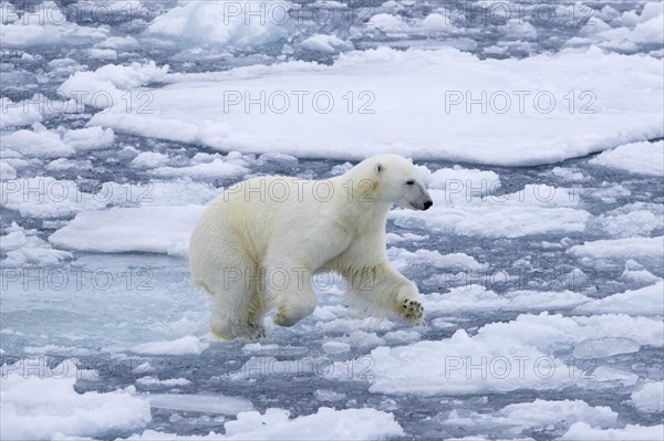 Hunting polar bear