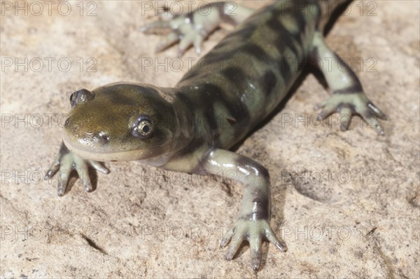 Eastern tiger salamander