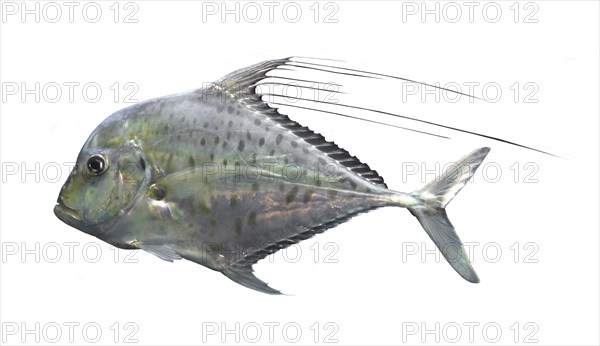 African Pompano