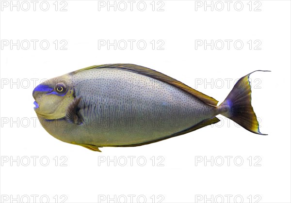 Bignose unicornfish