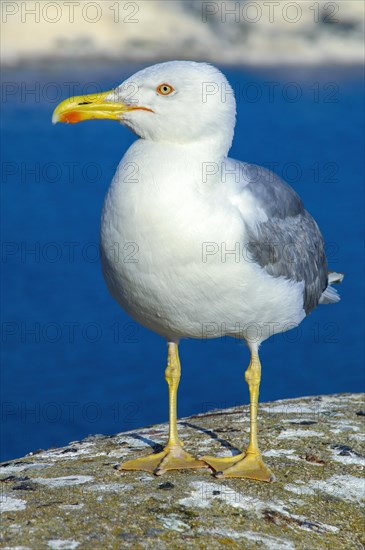 Yellow-legged gull