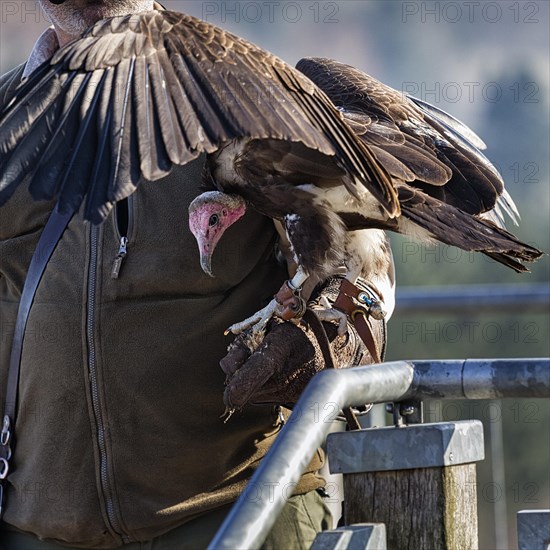 Hooded vulture