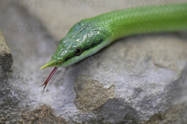 Rhinoceros ratsnake