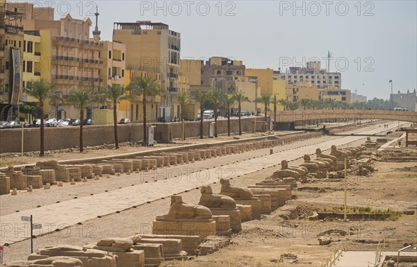 Sphinx Avenue between Karnak and Luxor Temple