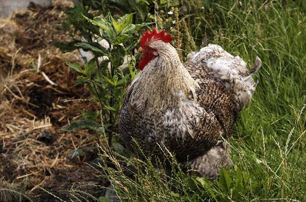 Free-range rooster in the Franconian Open Air Museum