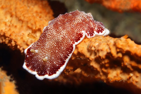 Goniobranchus reticulatus