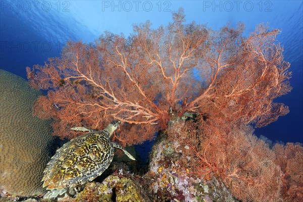 Hawksbill sea turtle