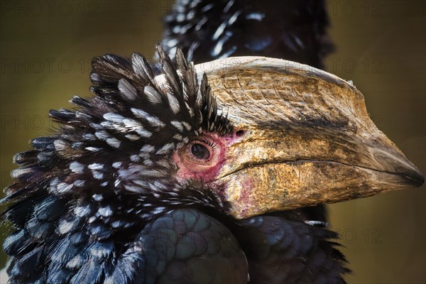 Silvery-cheeked hornbill