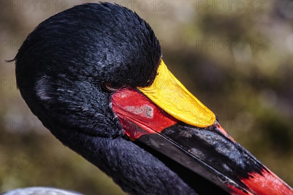 Saddle-billed stork