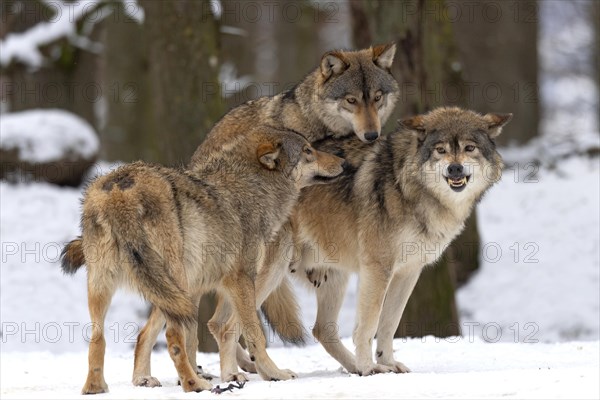 Wolf pack