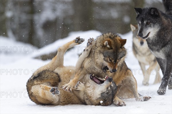 Algonquin wolf