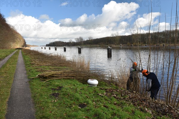 Workers cutting trees with chain saw at the Kiel Canal