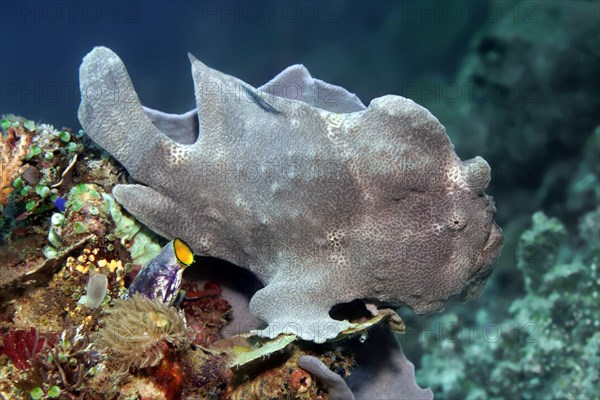 Giant frogfish