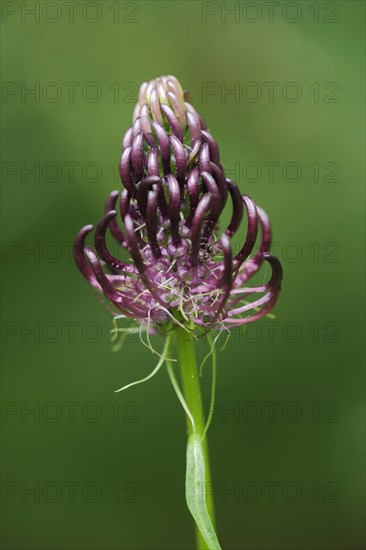 Black rampion