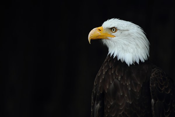 Bald eagle