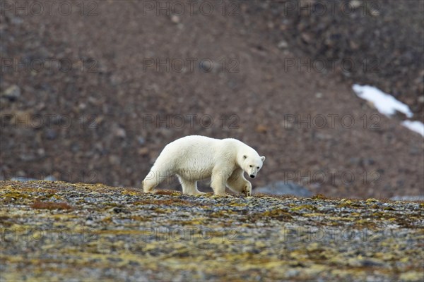 Lone Polar bear