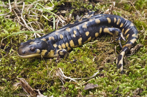 Tiger salamander