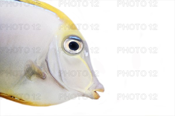 Surgeonfish