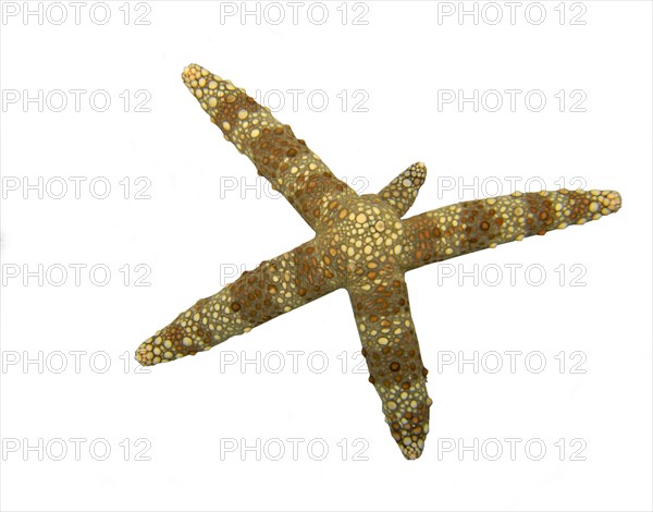 Starfish