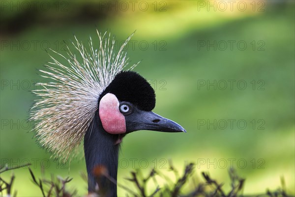 Black Crowned Crane