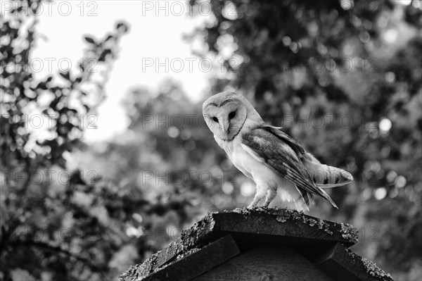 Common barn owl