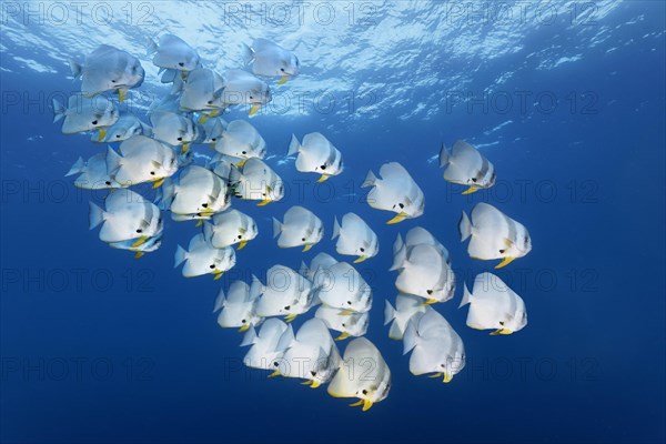 School of longfin batfish