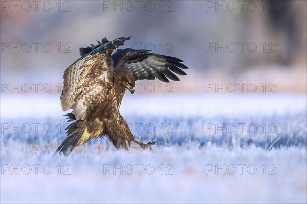 Common steppe buzzard