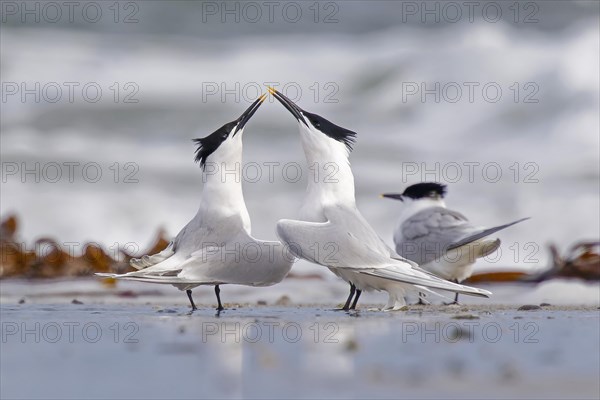 Sandwich Tern