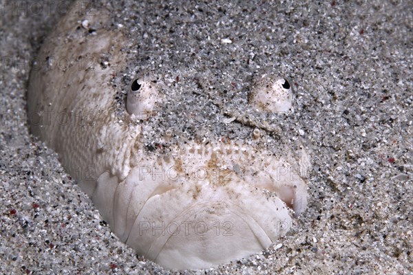 White-rimmed Stargazer