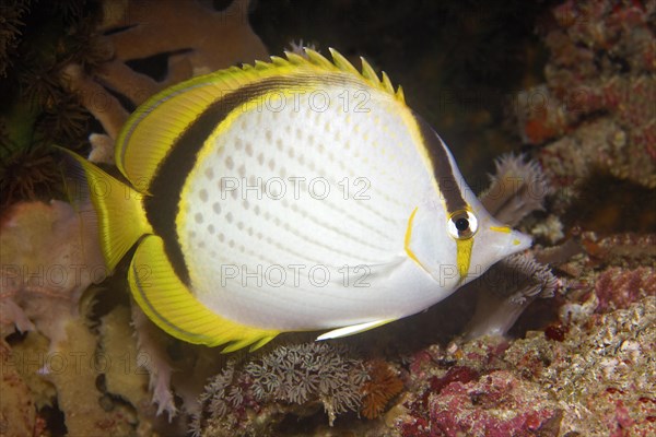 Yellow-dotted butterflyfish