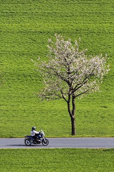 Blossoming cherry tree