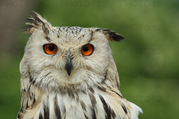 Eurasian eagle-owl