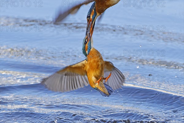 Two common kingfishers