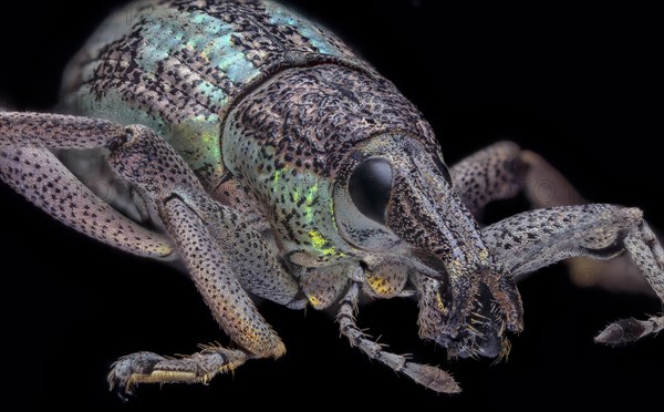 Weevil